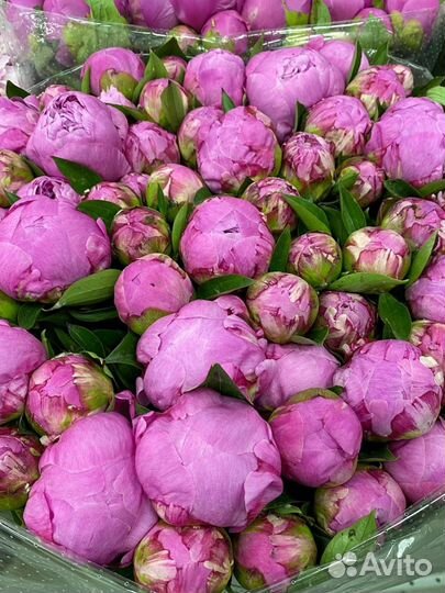 Пионы букет цветы доставка