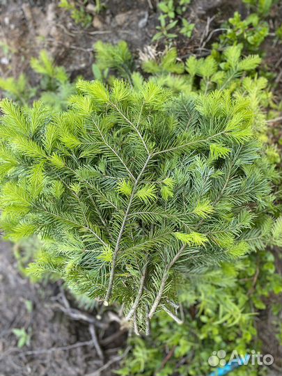 Пихта для парилки
