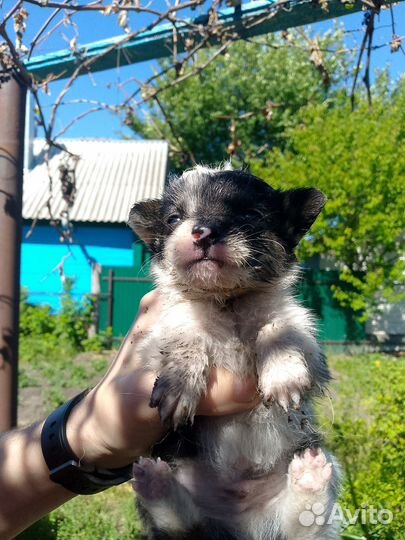 Собака в добрые руки отдам бесплатно