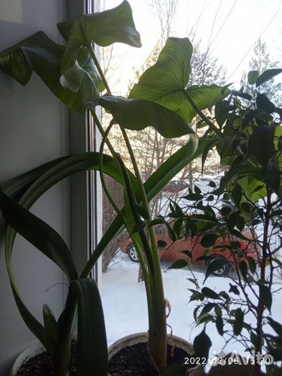 Каллы комнатные