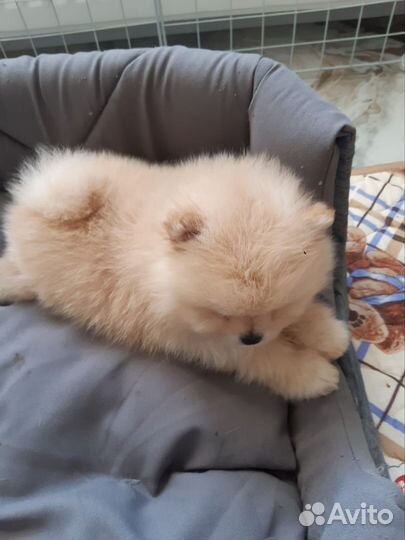 Померанский шпиц медвежьего типа