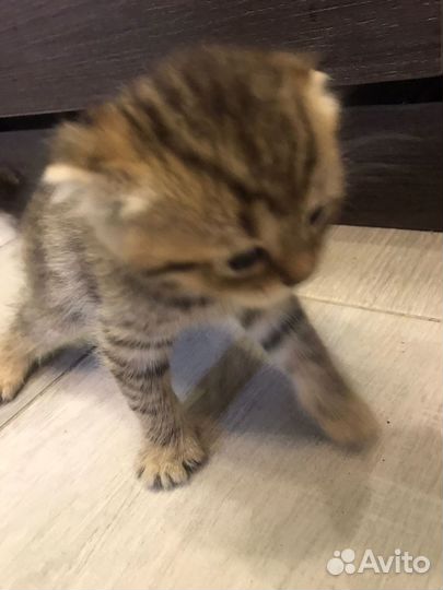 Британские котята