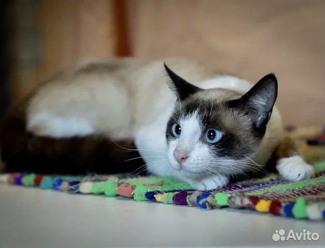 Тайский кот подросток в добрые руки