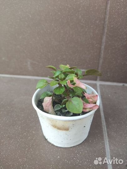 Альтернантера