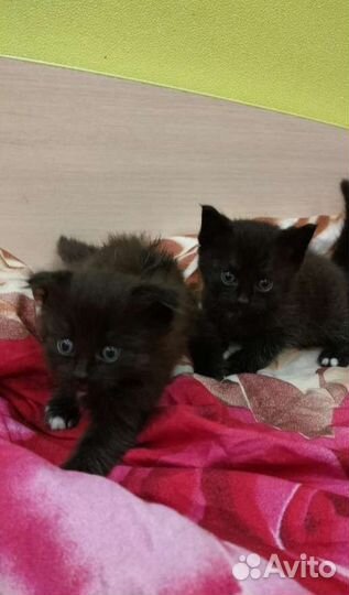 Котята от шотландской вислоухой кошки