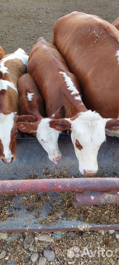 Продаются телочки герефорды