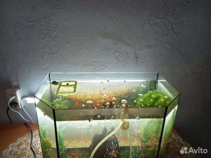 Аквариум