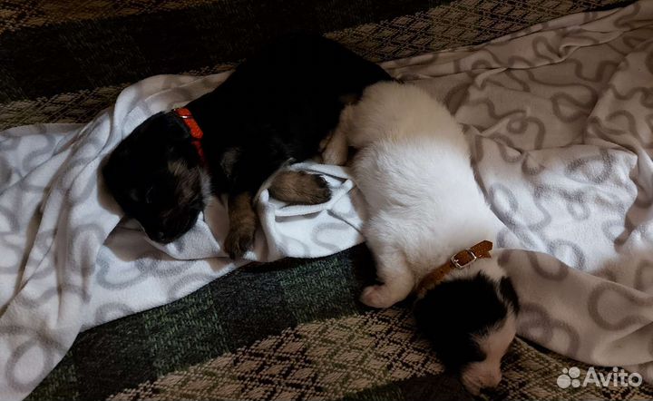 Щенки в добрые руки