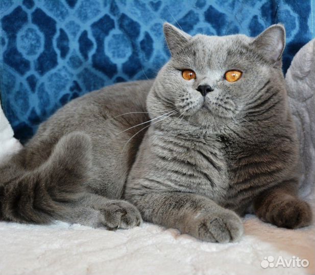 Коты на вязку