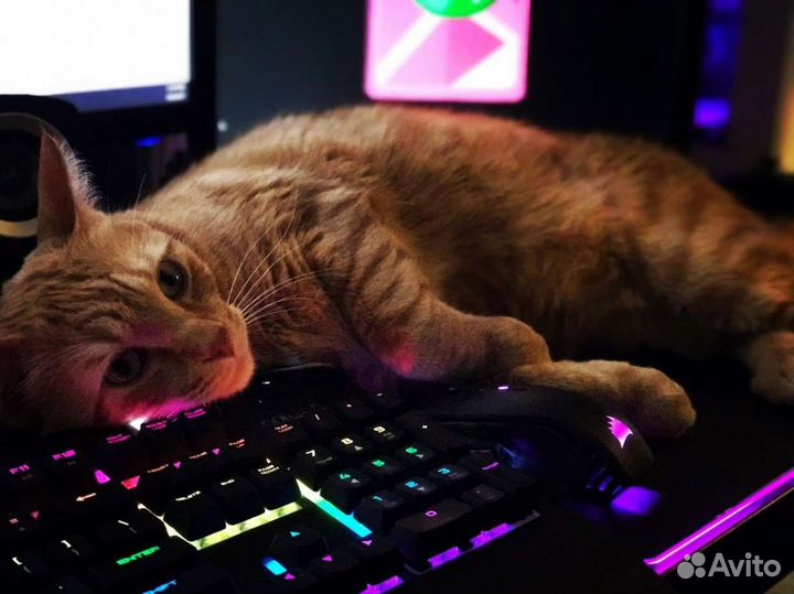 Видеомонтаж/монтажер/Reels/Свадьба