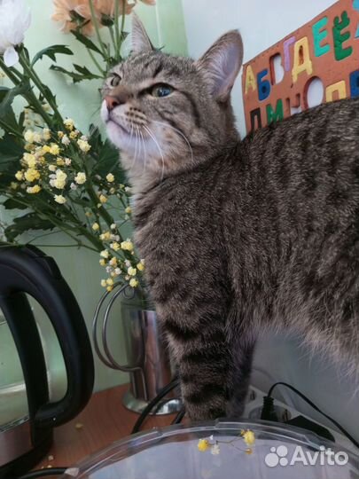 Отдам котенка в добрые руки