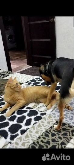 Отдам кота в добрые руки