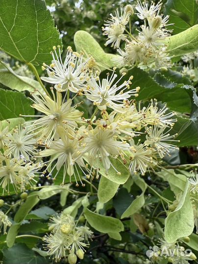 Мед липовый оптом