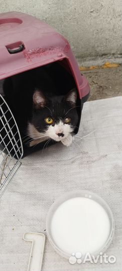 Найден кот в районе ул. Заозерная