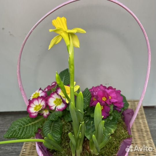Цветы в корзине нарциссы и примулы