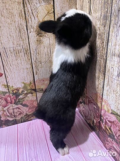 Мини крольчата