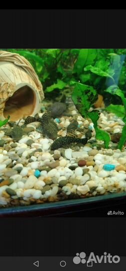 Аквариумные рыбки сомики анцитрусы