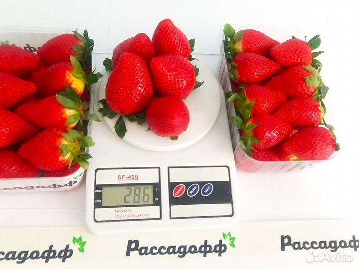 Рассада клубники. Оптом от 128 шт