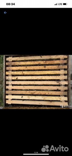 Пчелосемьи. Пчелопакеты