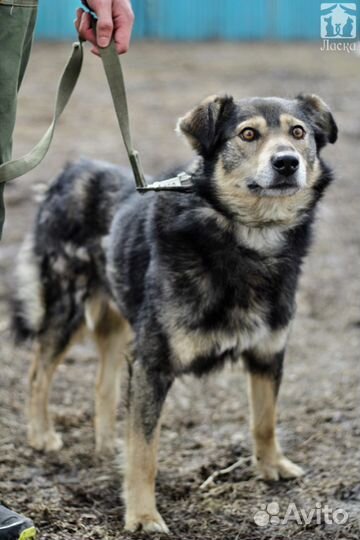 Мухтар в дом