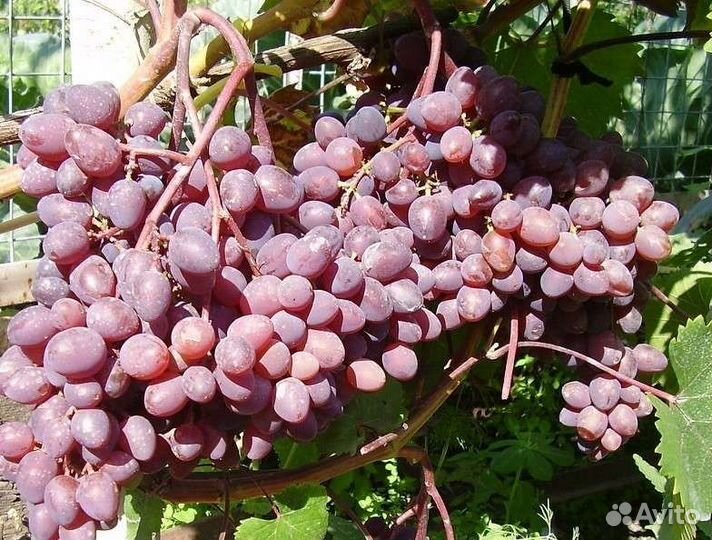 Черенки винограда кишмишных сортов (без косточек)