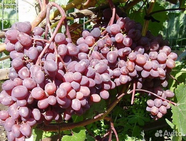 Черенки винограда кишмишных сортов (без косточек)