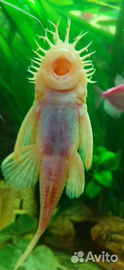 Сомики анцитрусы