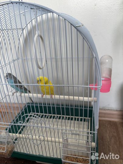 Продаю волнистых попугайчиков вместе с клеткой