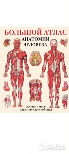 Атлас по анатомии