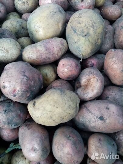 Продам картофель