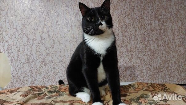 Швепс ищет дом