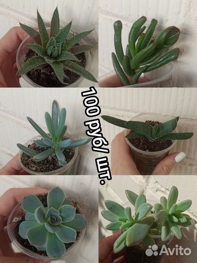 Редкие суккуленты