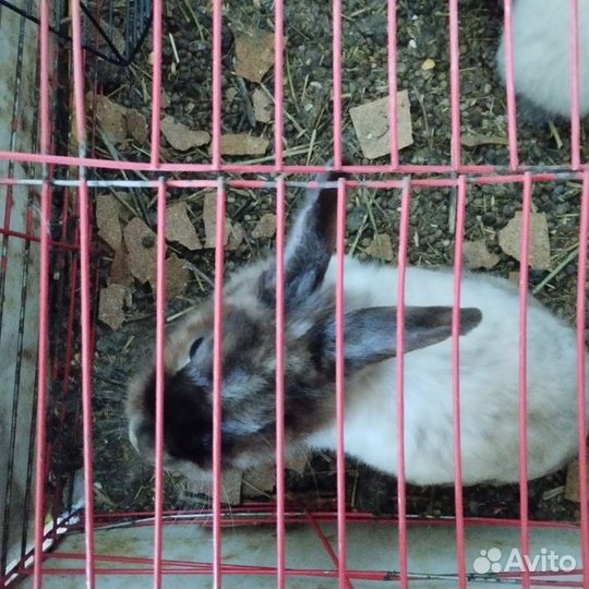Декоративные карликовые кролики