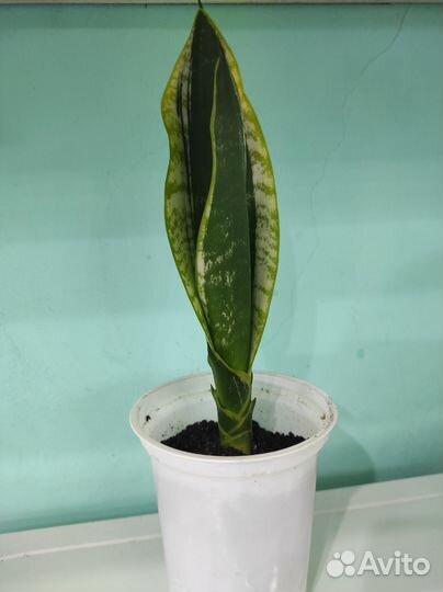 Сансевиерия