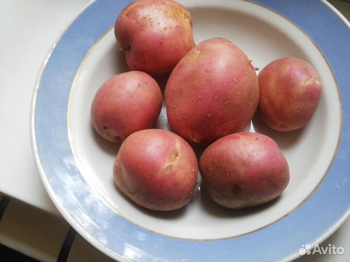 Картошка свежая