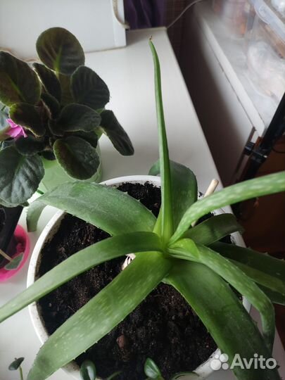 Комнатные растения