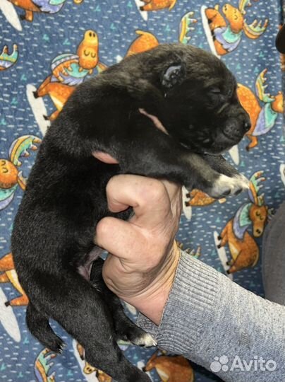 Черные щенки Алабая