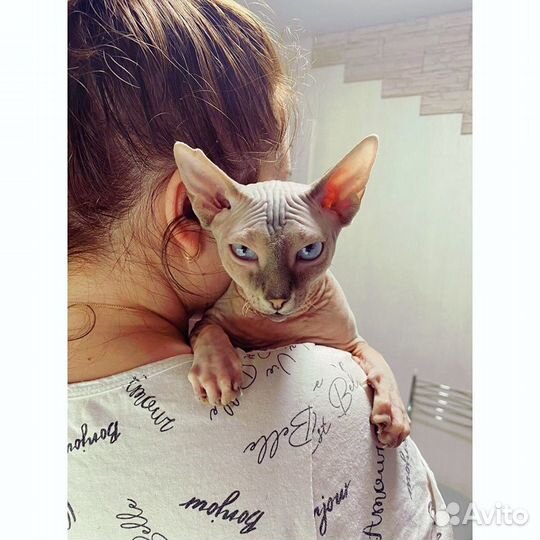 Канадский сфинкс вязка