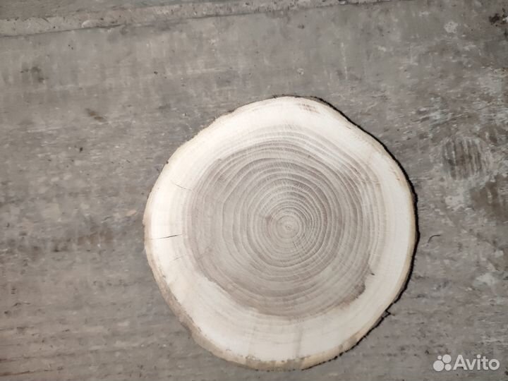 Торцевые спилы деревьев