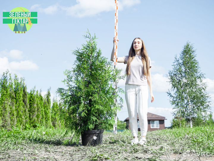 Туя брабант 120 см свежая копка 2023