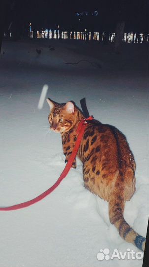 Вязка бенгалов