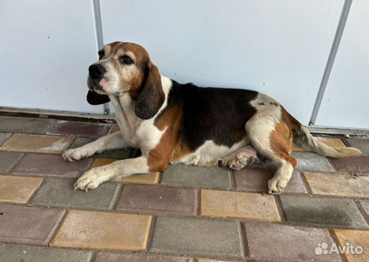 Бигль в добрые руки