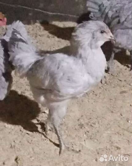 Ливенские ситцевые петухи