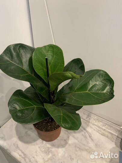 Сортовые фикусы