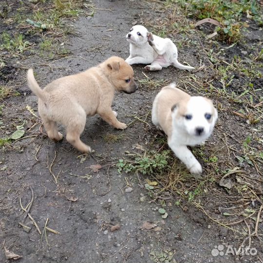 Щенок в добрые руки