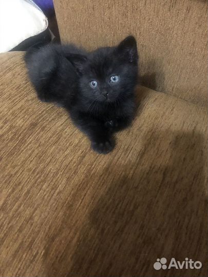 Британские котята