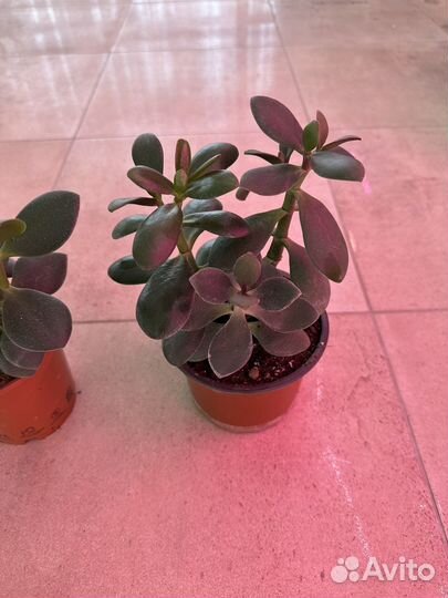 Толстянка красула(денежное дерева)