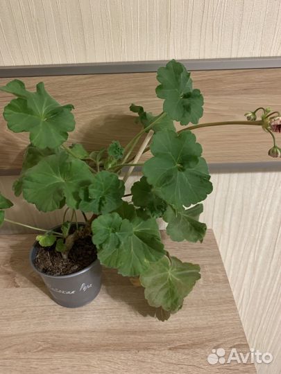 Пеларгония юв майская роза