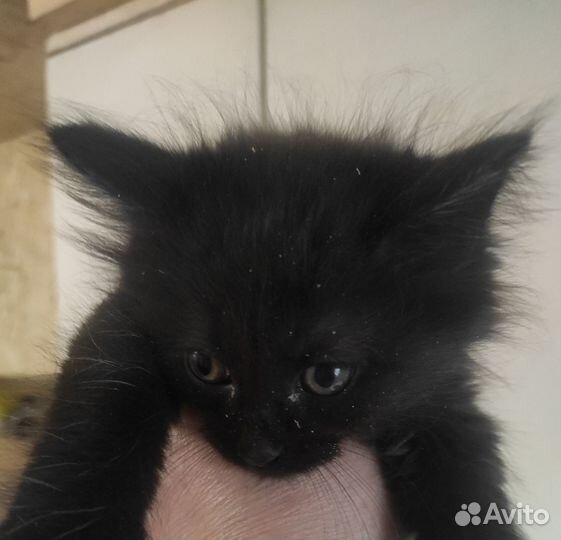 Котята мейн-кун