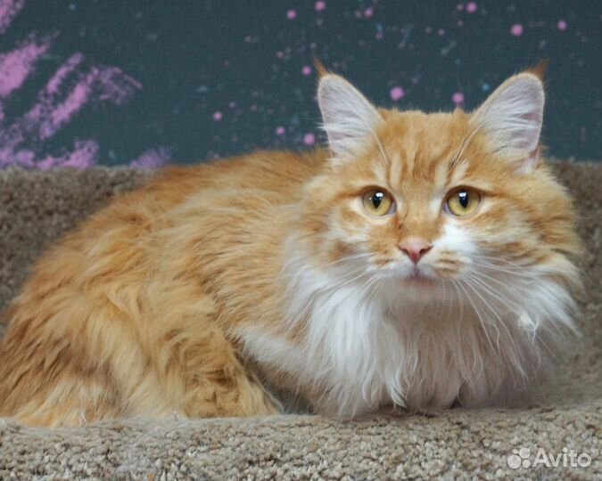 Котик 1 год